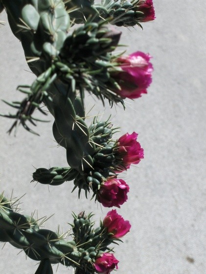 Fleurs de Cactus