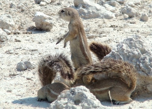 Belles images d'écureuils