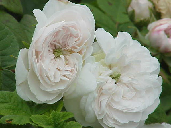 Roses anciennes