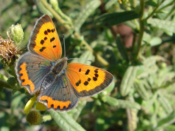 Superbes papillons