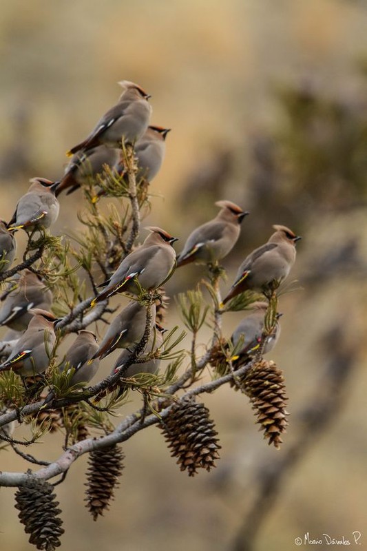 Image d'oiseaux