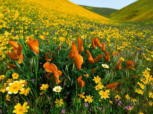 Fleurs et paysages ( printemps-été)