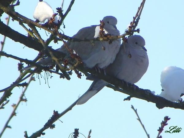 Superbes images d'oiseaux