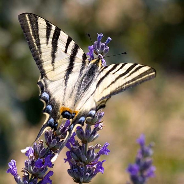 Superbes papillons