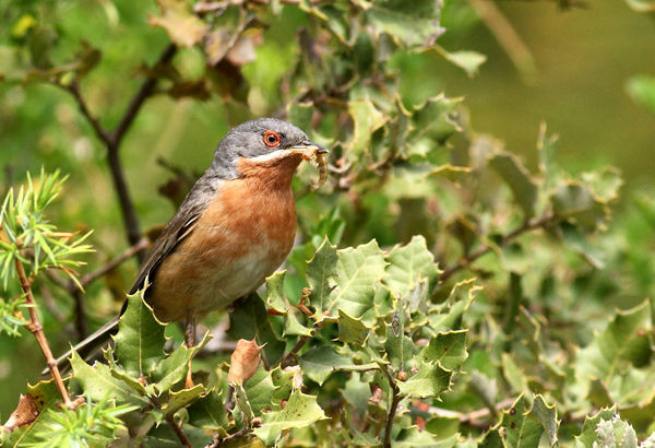 Superbes images d'oiseaux