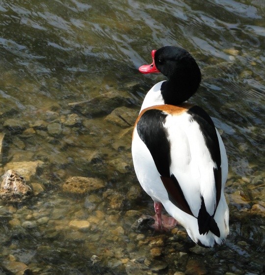 Superbes images d'oiseaux