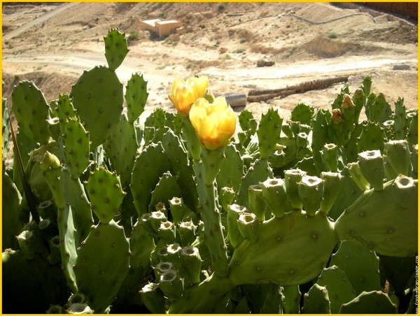 Fleurs de Cactus