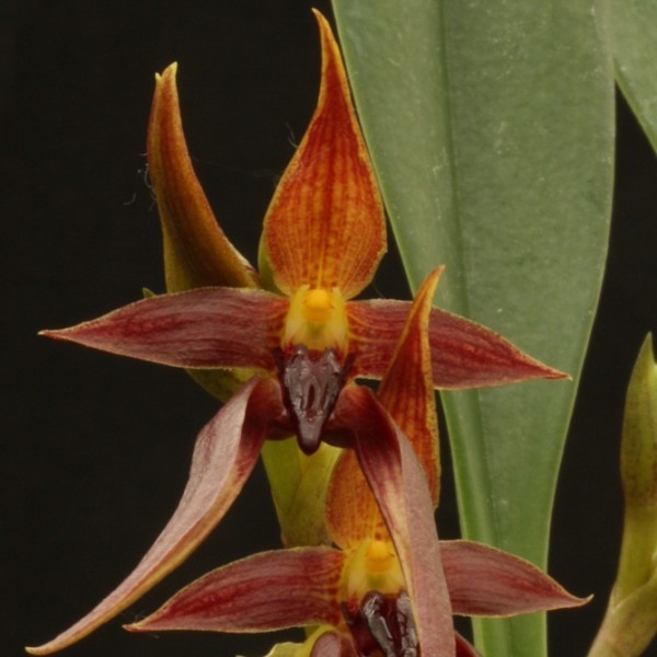 Fleurs d' Orchidées