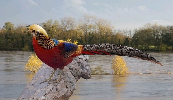 Superbes images d'oiseaux