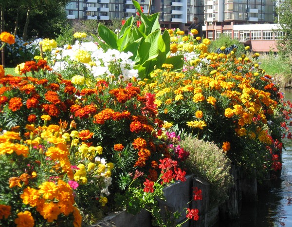 Amiens -Les hortillonnages