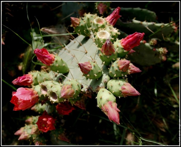 Fleurs de Cactus