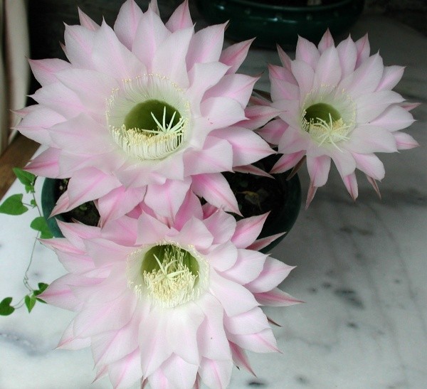 Fleurs de Cactus