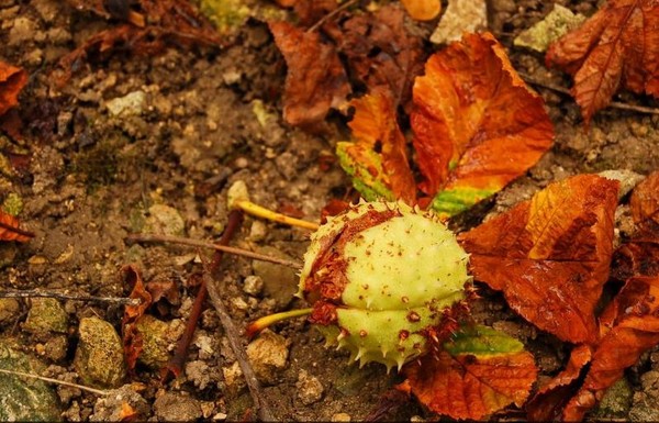 Couleurs et parfums d'Automne