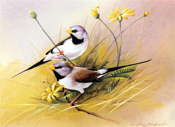 Superbes peintures d'oiseaux