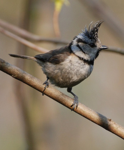 Superbes images d'oiseaux