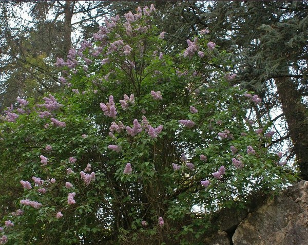 Paysages -Printemps -Eté