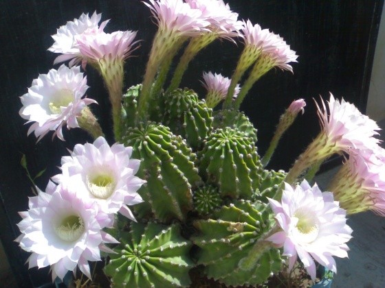 Fleurs de Cactus