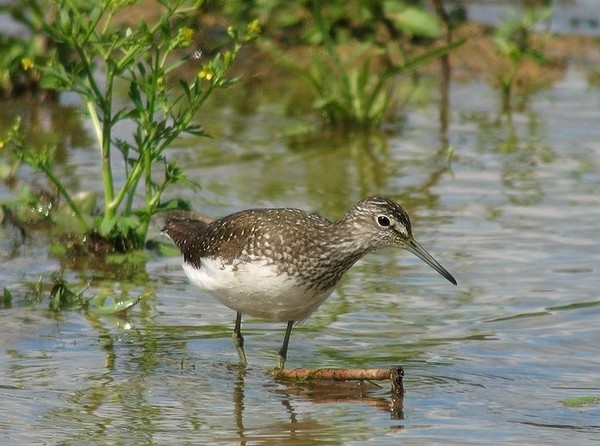 Superbes images d'oiseaux