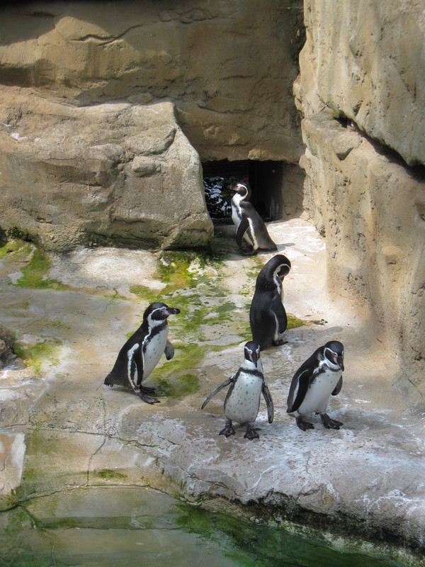 Zoo d'Amiens -2012