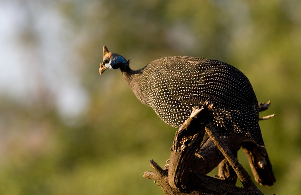 Superbes images d'oiseaux