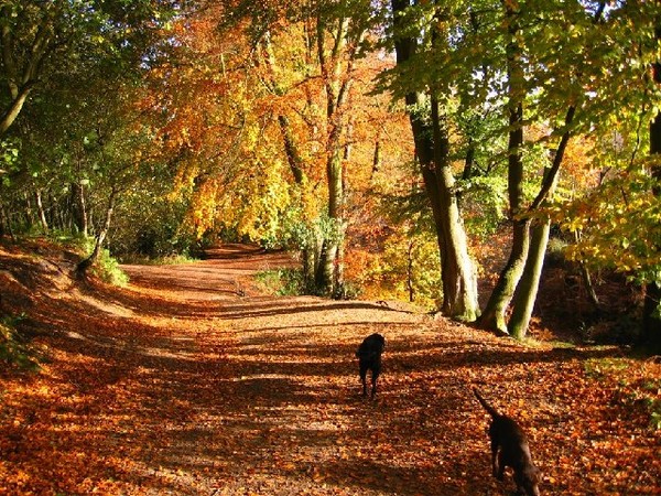 Paysage d'automne