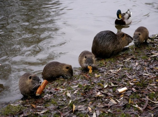 Belle famille