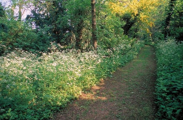 Sous bois au printemps