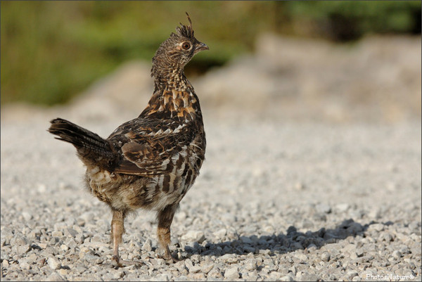 Superbes images d'oiseaux