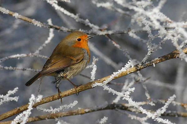 Superbes images d'oiseaux