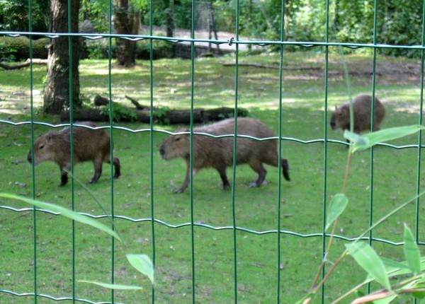 Zoo d'Amiens -2012