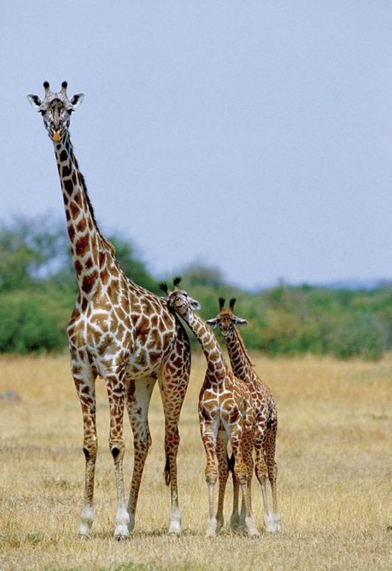 Belle famille