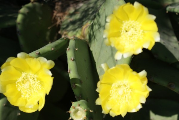 Fleurs de Cactus