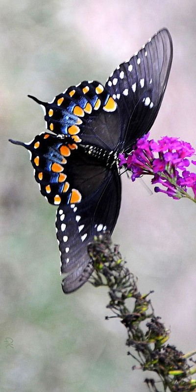 Superbe  papillon 