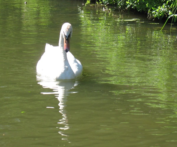 Amiens -Les hortillonnages