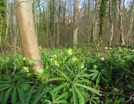 Sous bois au printemps