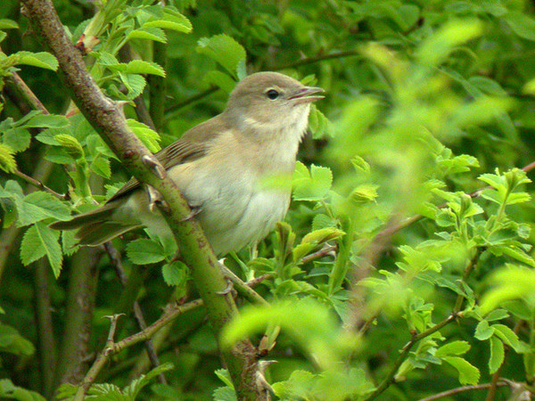 Superbes images d'oiseaux