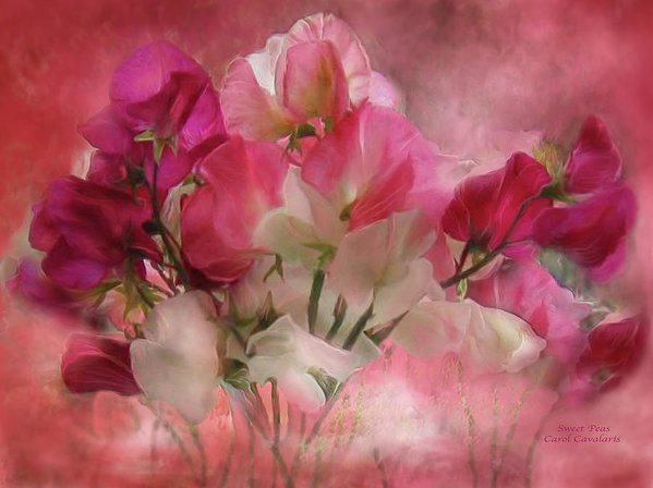 Fleurs de Carol Cavalaris