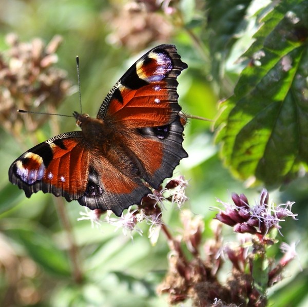 Superbes papillons