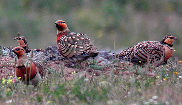 Superbe image d'oiseaux