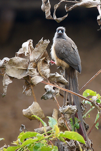 Superbes images d'oiseaux