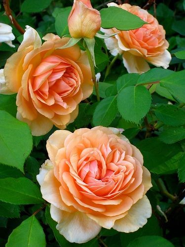 Que des belles roses!!