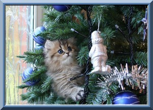 Chaton de Noël