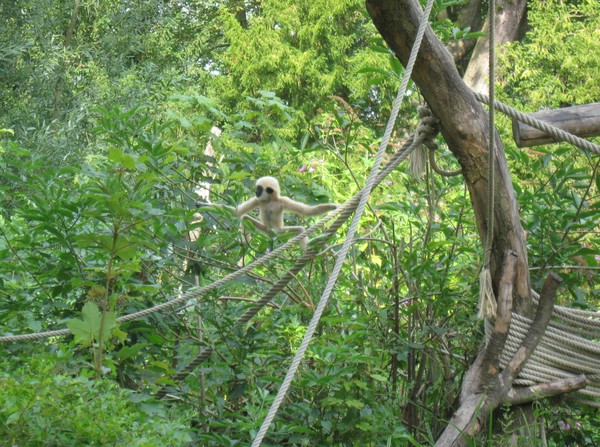 Zoo d'Amiens -2012