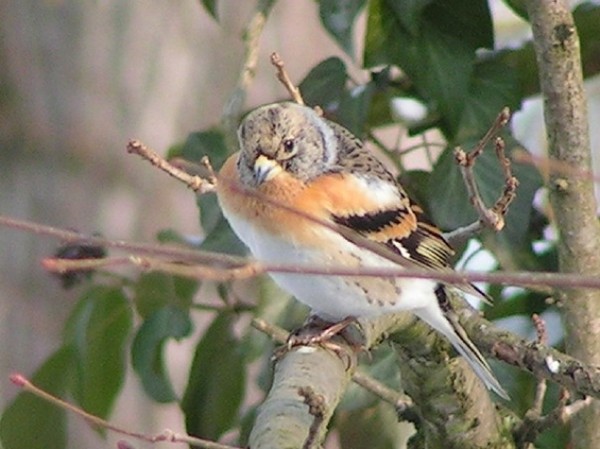 Superbes images d'oiseaux