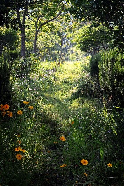 Sous bois au printemps