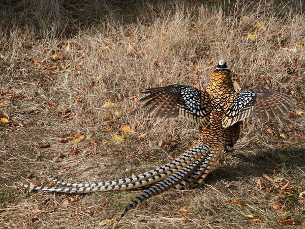 Superbes images d'oiseaux