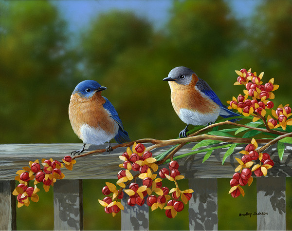 Superbe peinture d'oiseaux de Bradley Jackson