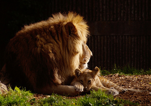 Belle famille