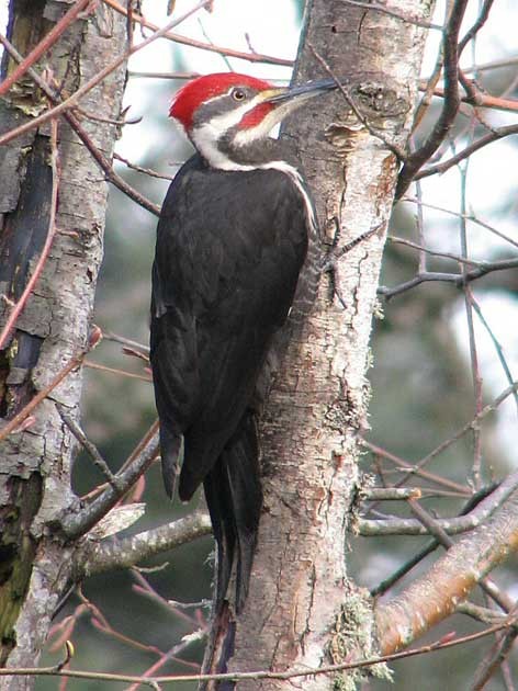 Superbes images d'oiseaux