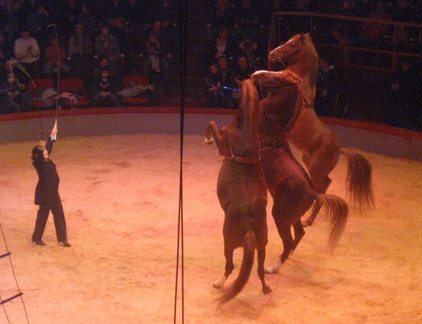 Amiens-Le cirque Arlette Gruss